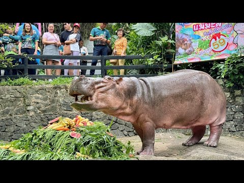 Today our team got to attend the 59th birthday of Thailand's oldest hippo near Pattaya.
